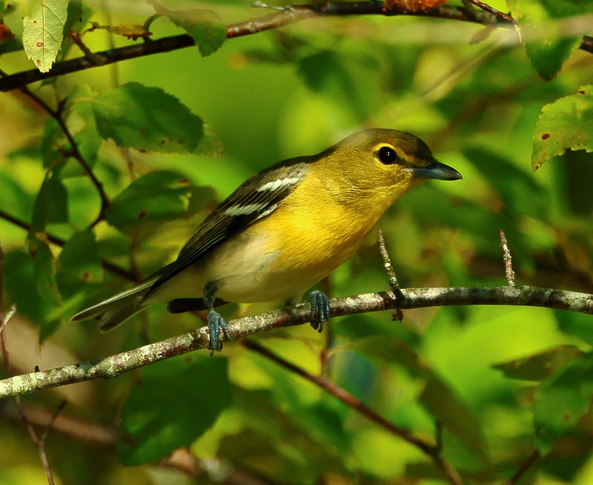 Sarı Gerdanlı Vireo - ML642072683