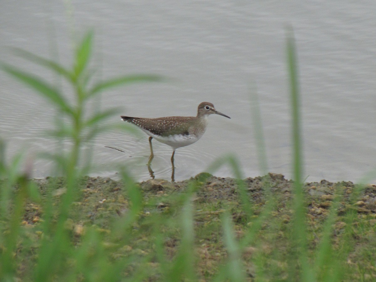 Solitary Sandpiper - ML642072684
