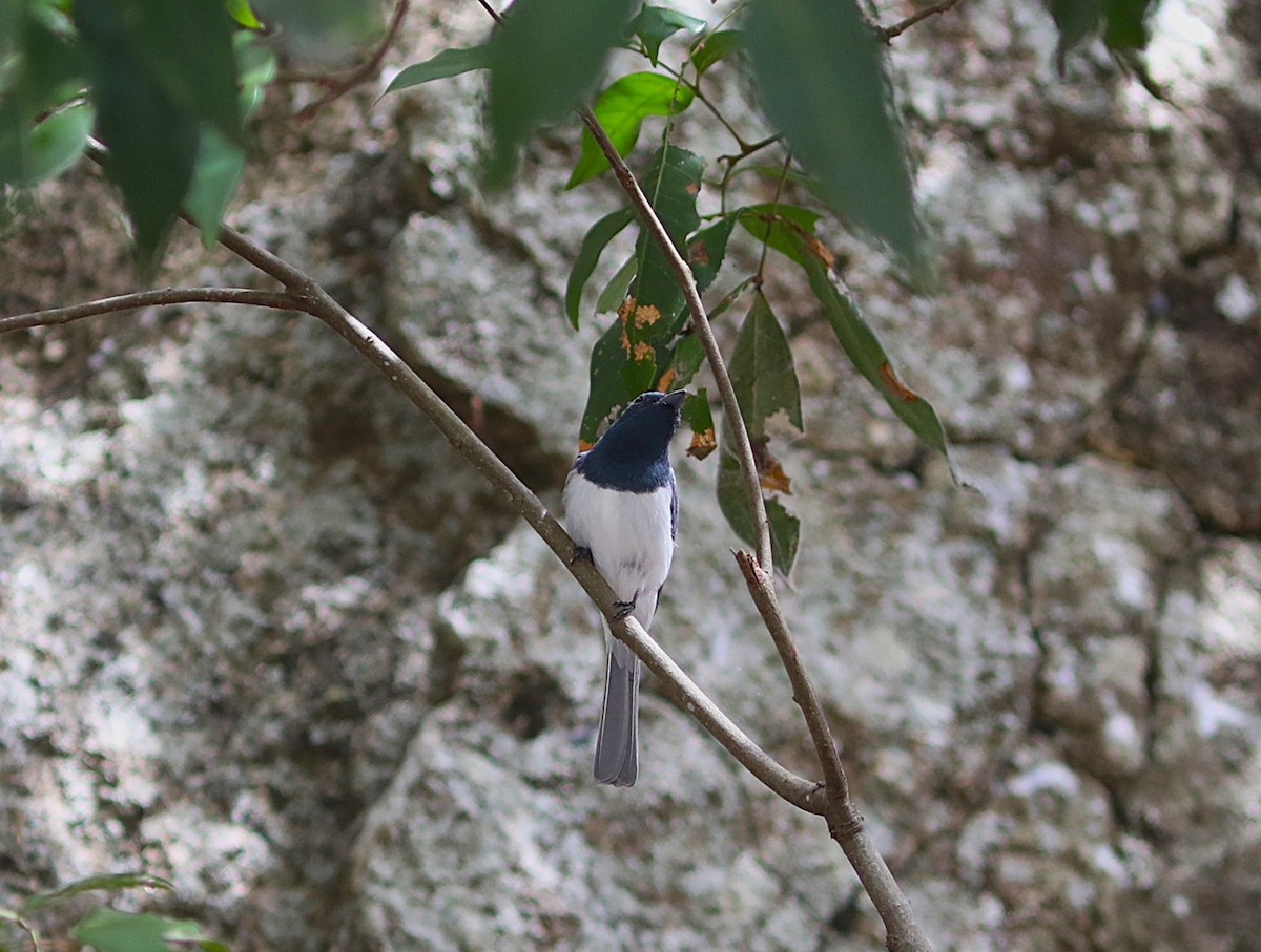 Leaden Flycatcher - ML642072685