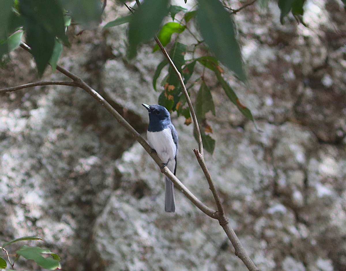 Leaden Flycatcher - ML642072686