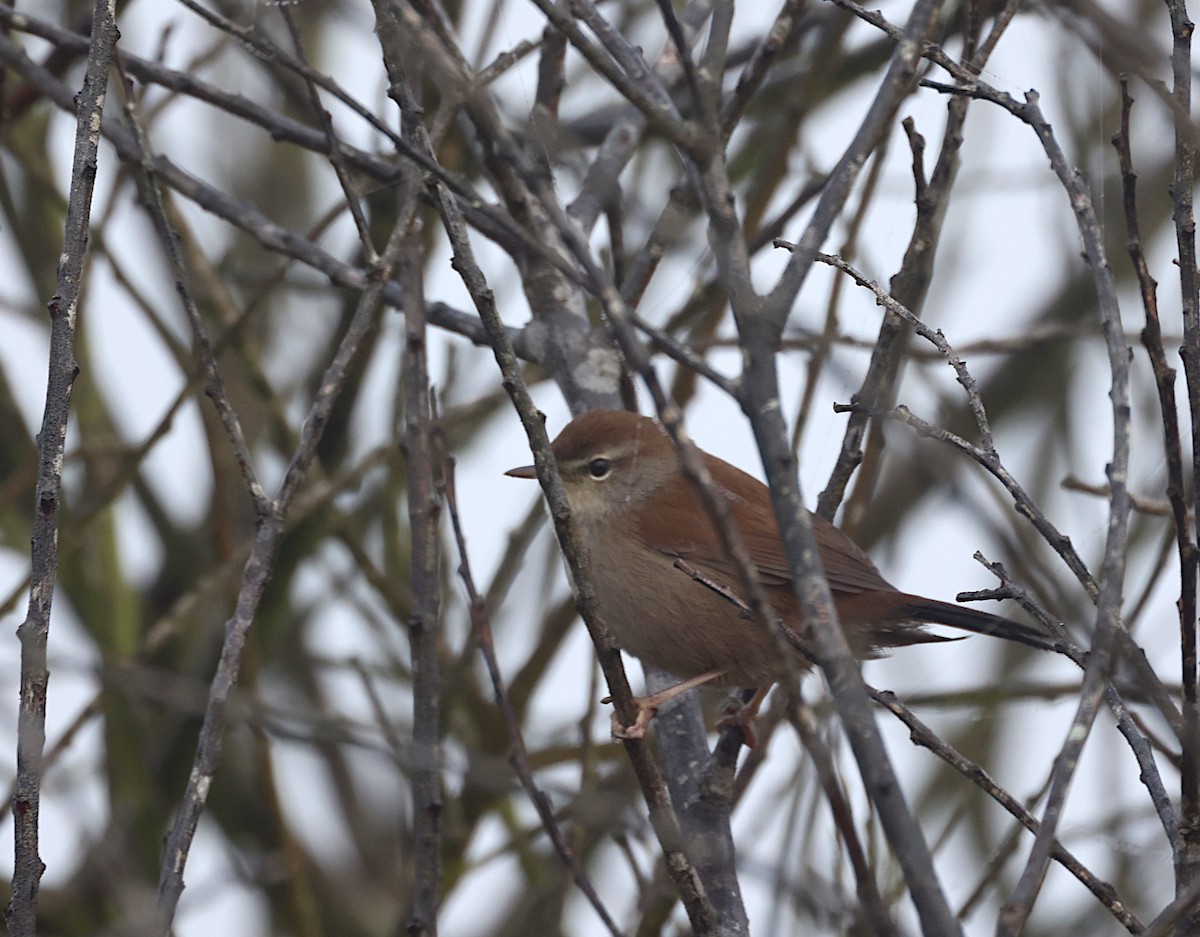 Cetti's Warbler - ML642072688