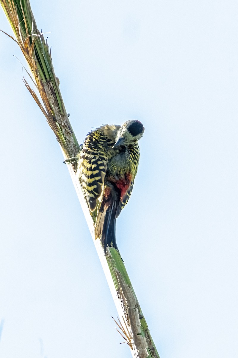 Hispaniolan Woodpecker - ML642072702