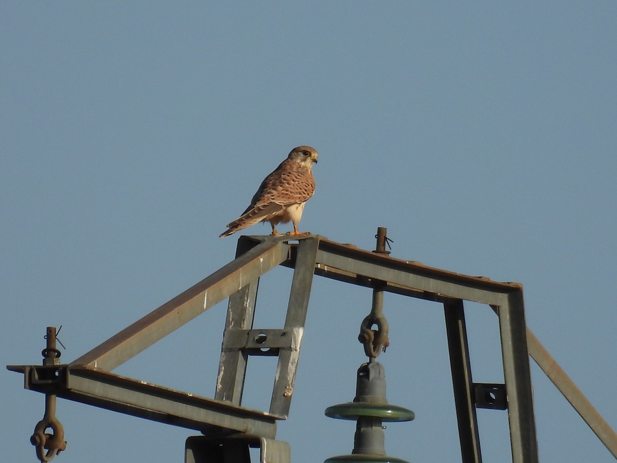 Eurasian Kestrel - ML642072711
