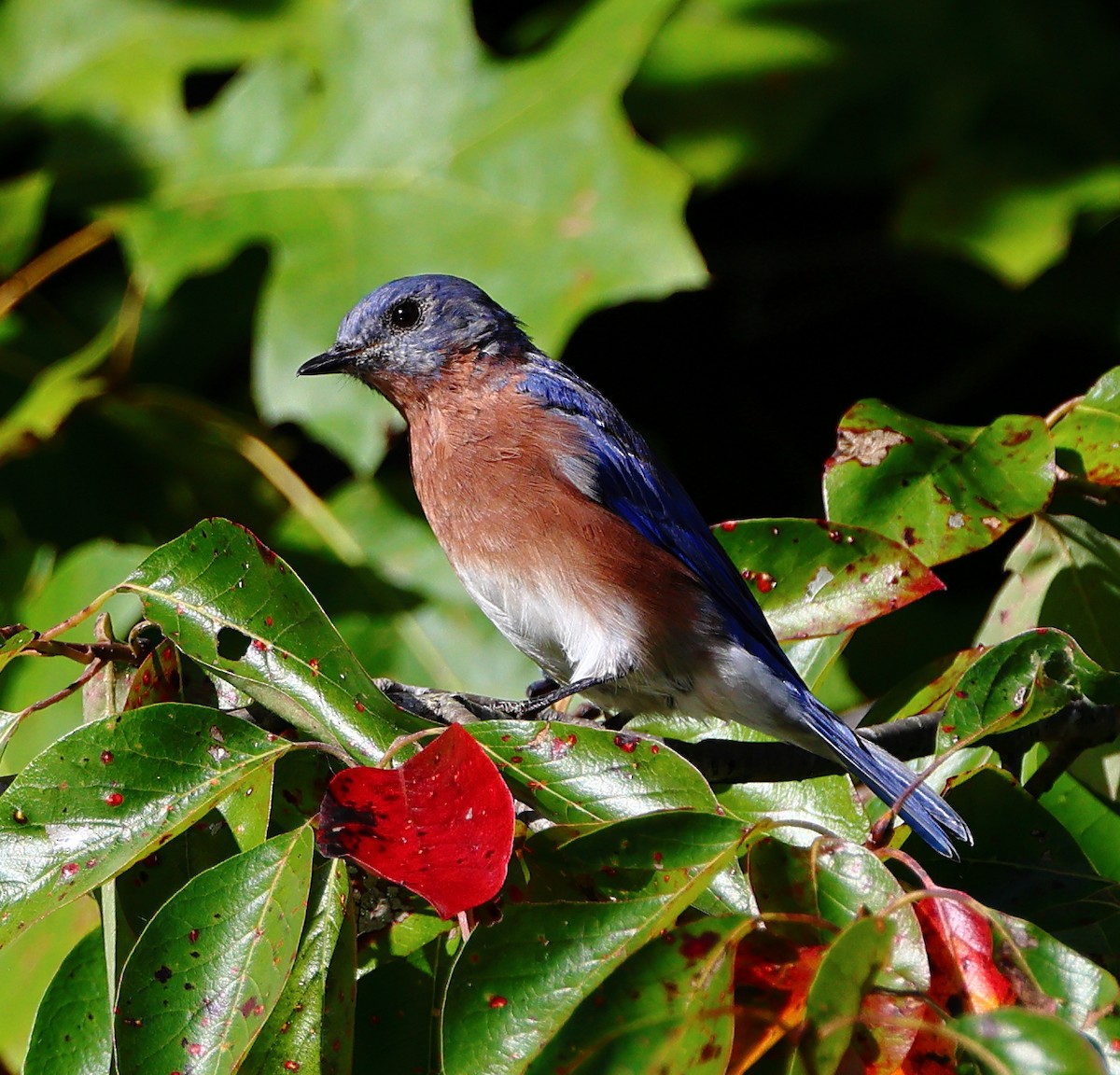 Eastern Bluebird - ML642072713