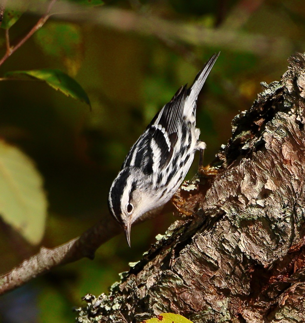 Black-and-white Warbler - ML642072715
