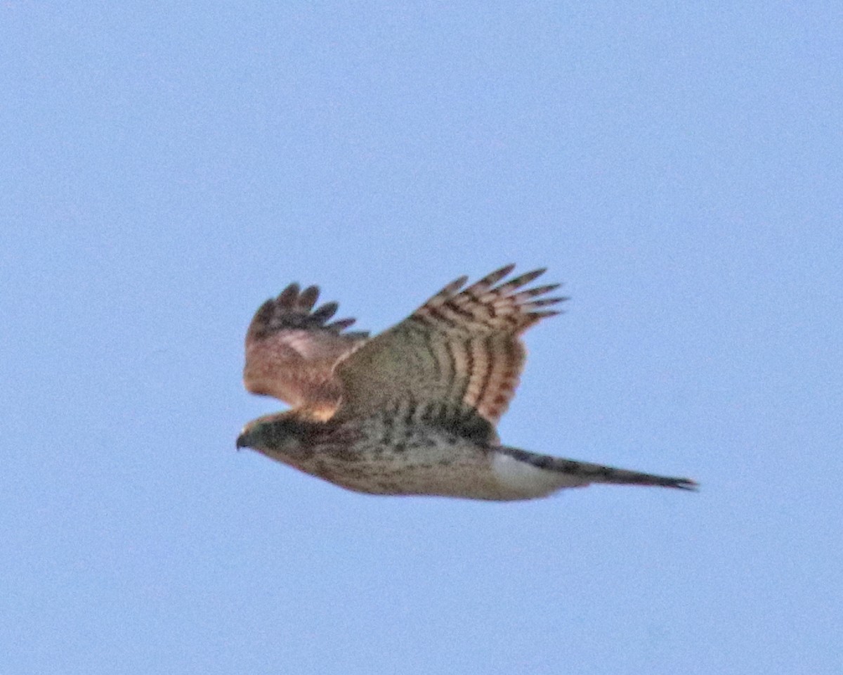 Sharp-shinned Hawk - ML642072728