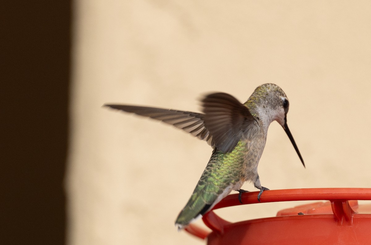 Black-chinned Hummingbird - ML642072729