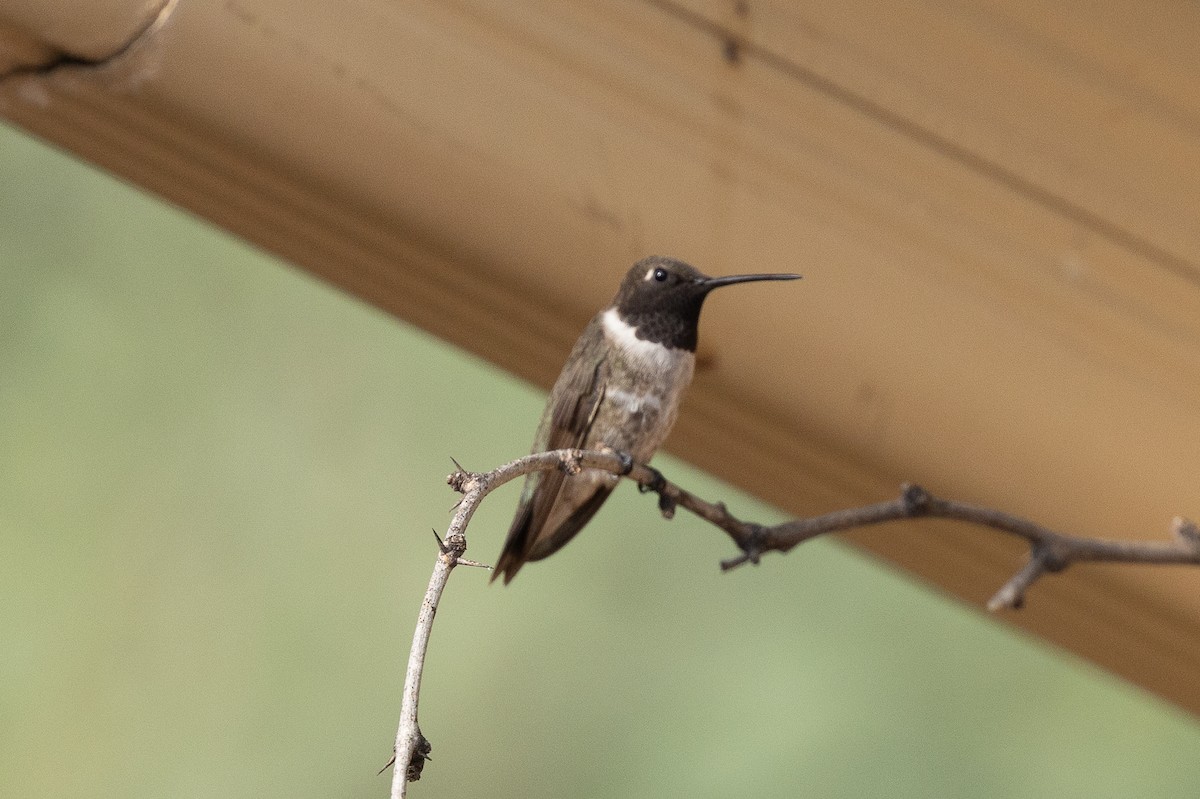 Black-chinned Hummingbird - ML642072730