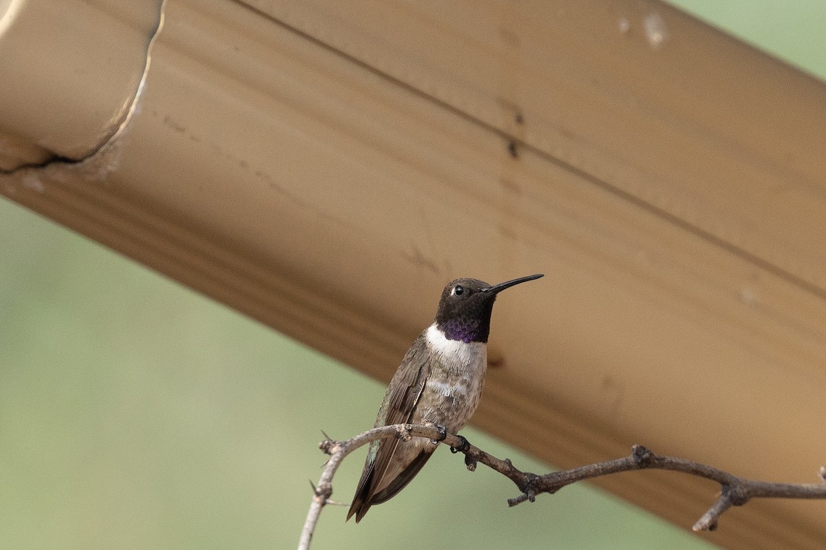 Black-chinned Hummingbird - ML642072733