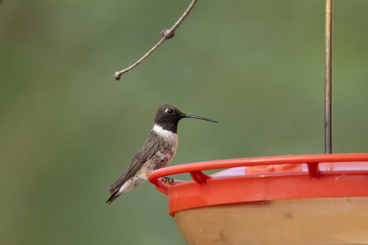 Black-chinned Hummingbird - ML642072737