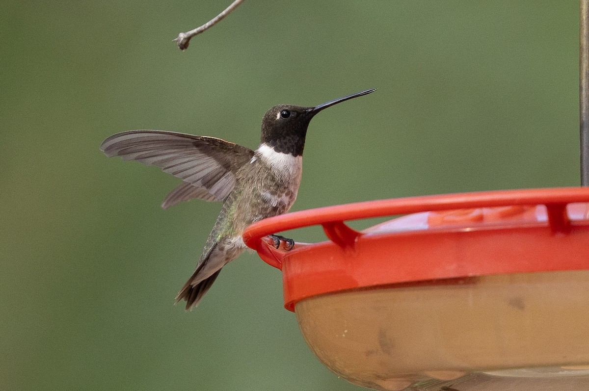 Black-chinned Hummingbird - ML642072738