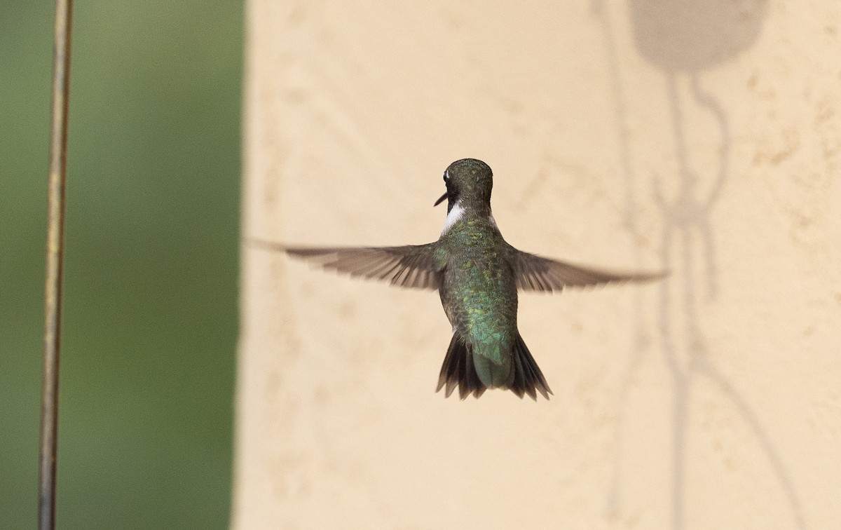 Black-chinned Hummingbird - ML642072740