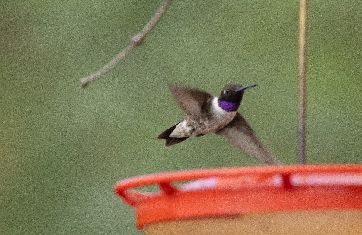 Black-chinned Hummingbird - ML642072742