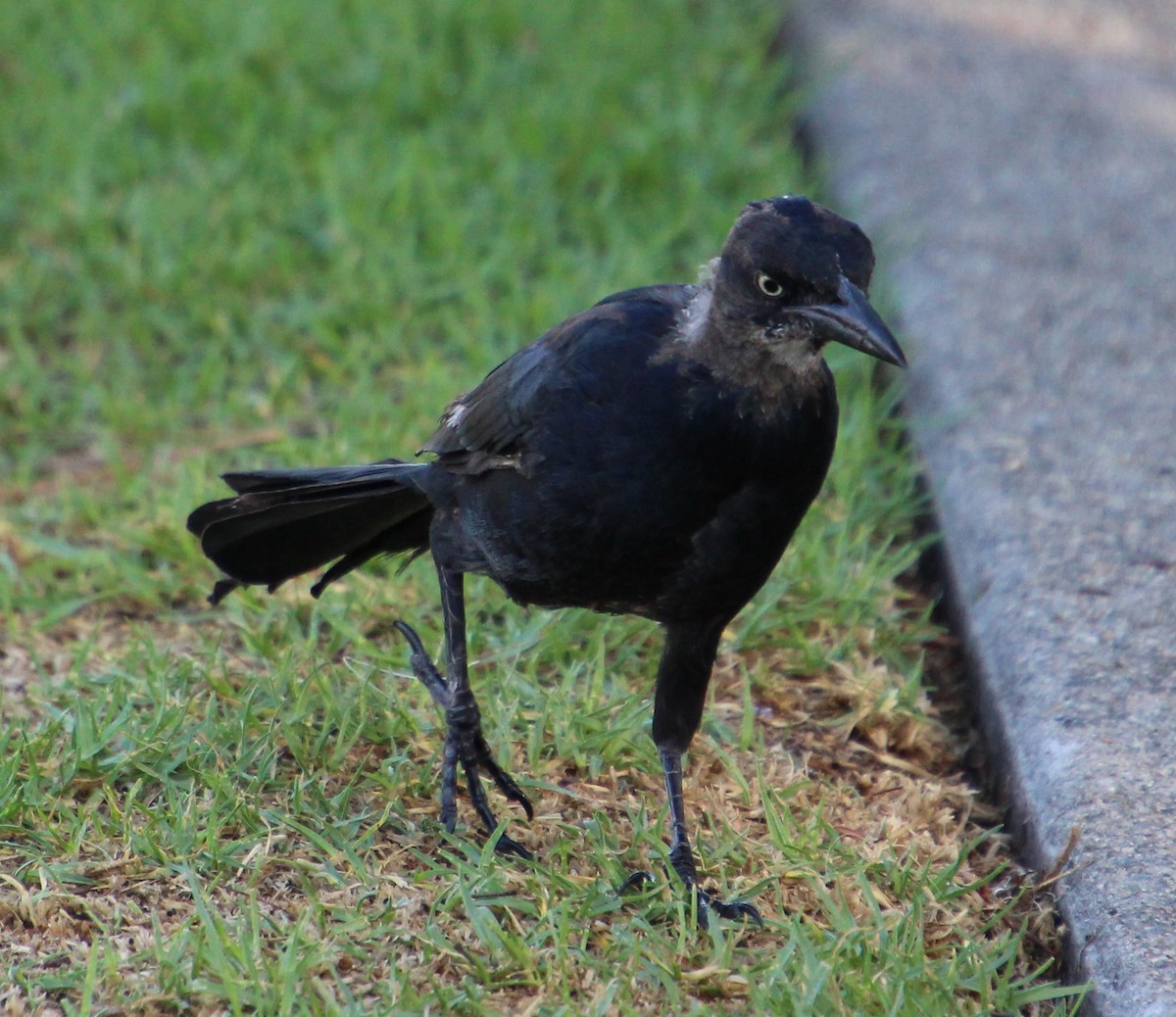 Great-tailed Grackle - ML642072743