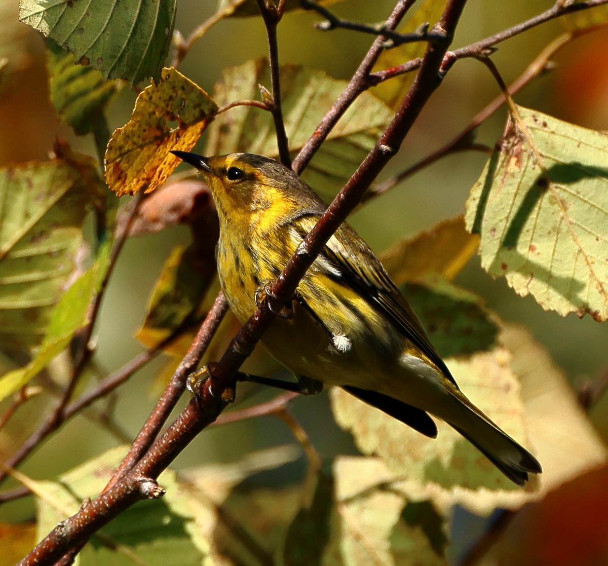 Cape May Warbler - ML642072744