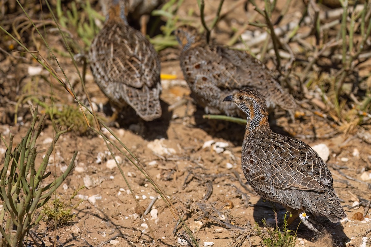 Gray-winged Francolin - ML642072746