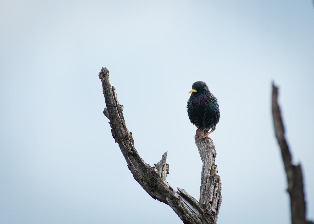European Starling - ML642072751