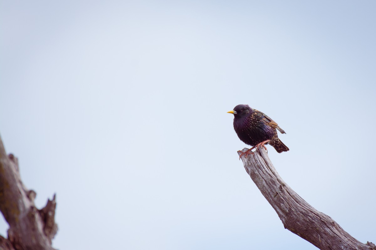 European Starling - ML642072752