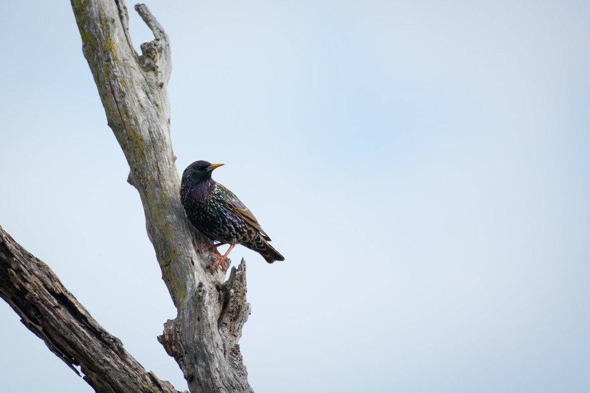 European Starling - ML642072753