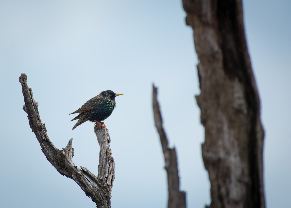 European Starling - ML642072754