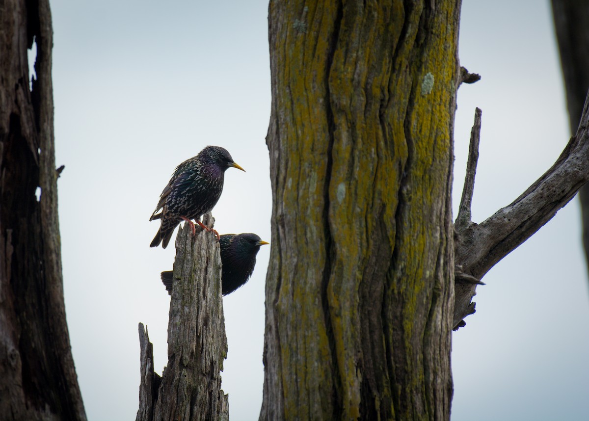 European Starling - ML642072755