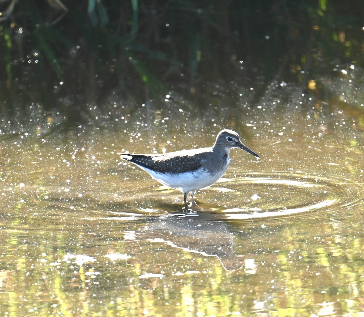 Solitary Sandpiper - ML642072759