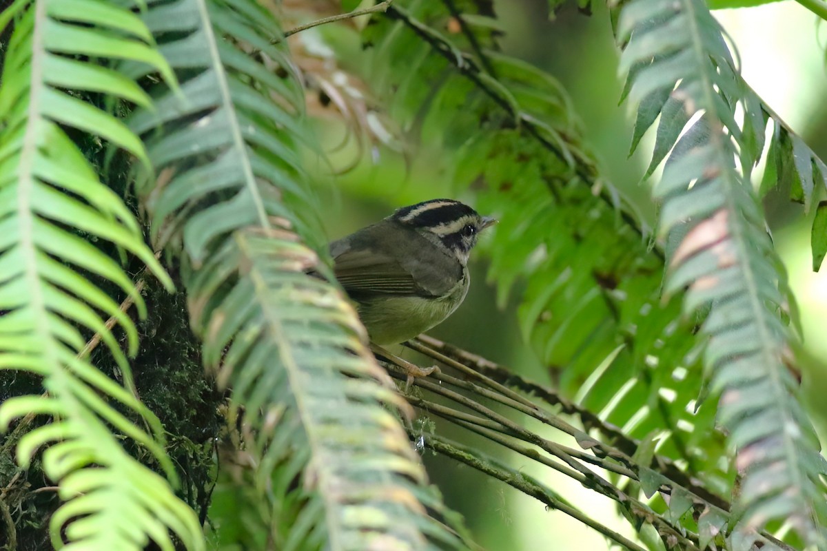 Costa Rican Warbler - ML642072765