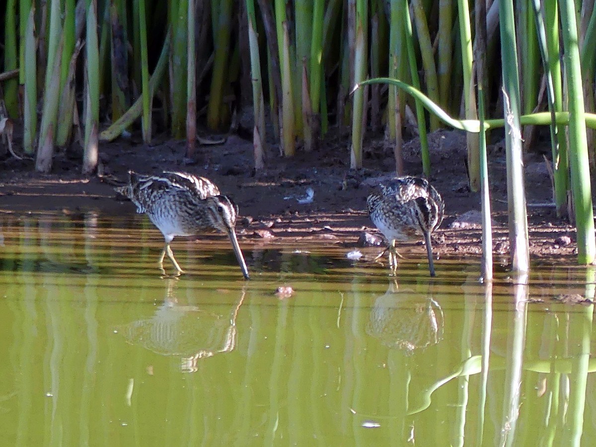 Wilson's Snipe - ML642072768