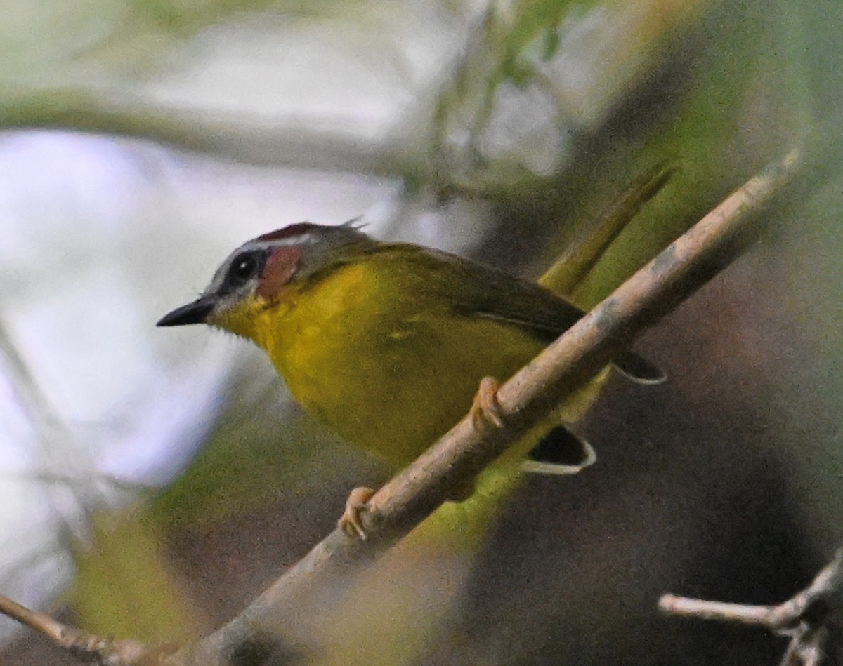 Chestnut-capped Warbler - ML642072777