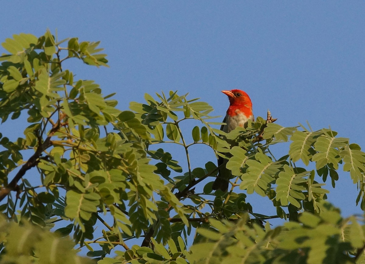 Red-headed Weaver - ML642072805