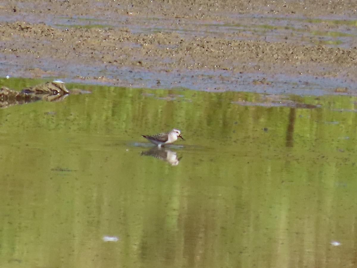 Semipalmated Sandpiper - ML642072806