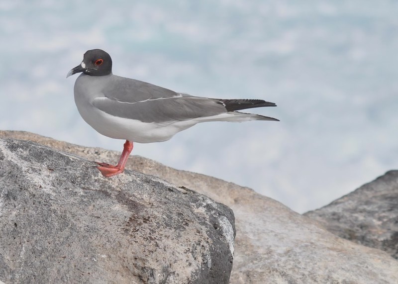 Swallow-tailed Gull - ML642072827