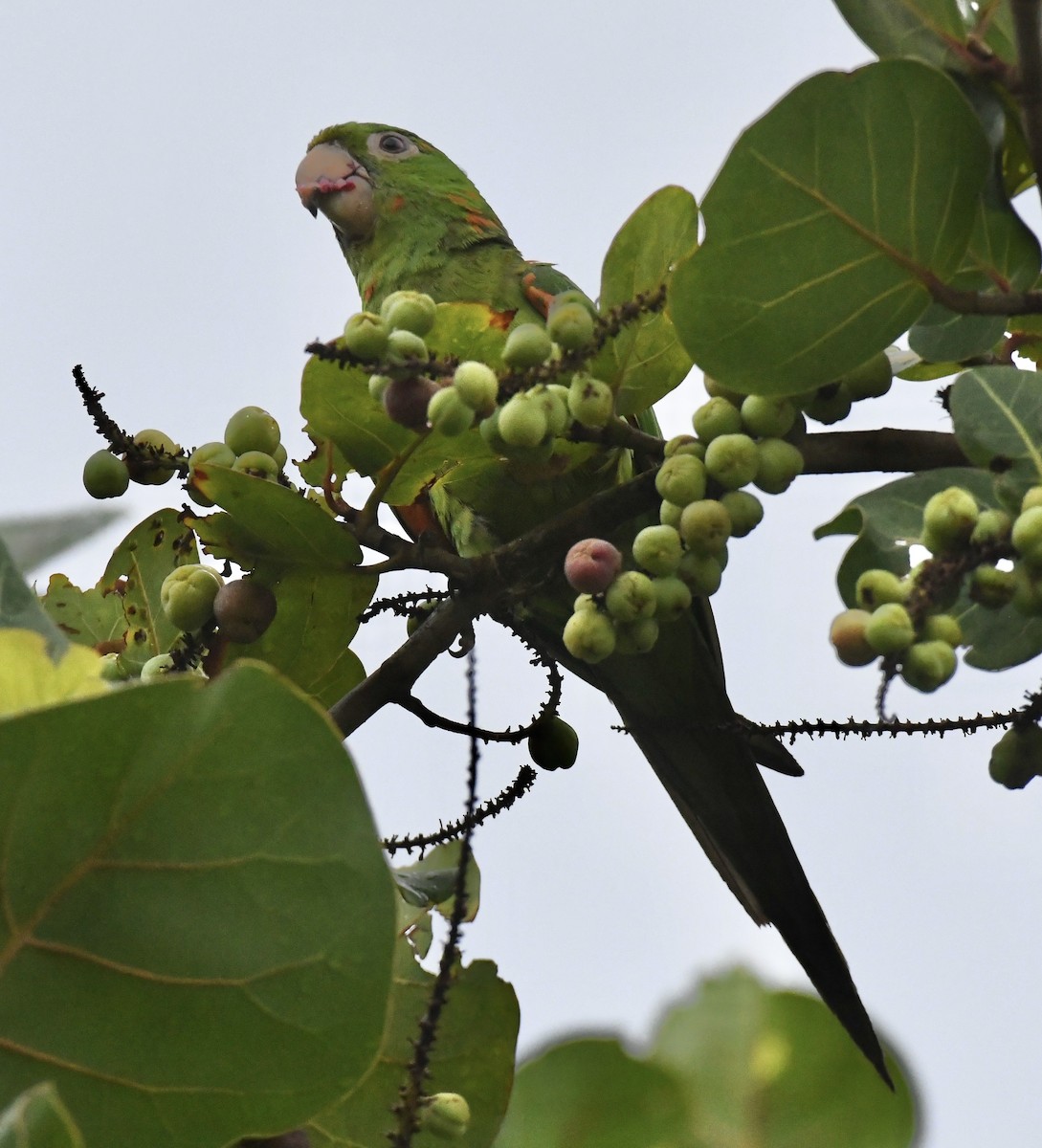 White-eyed Parakeet - ML642072849