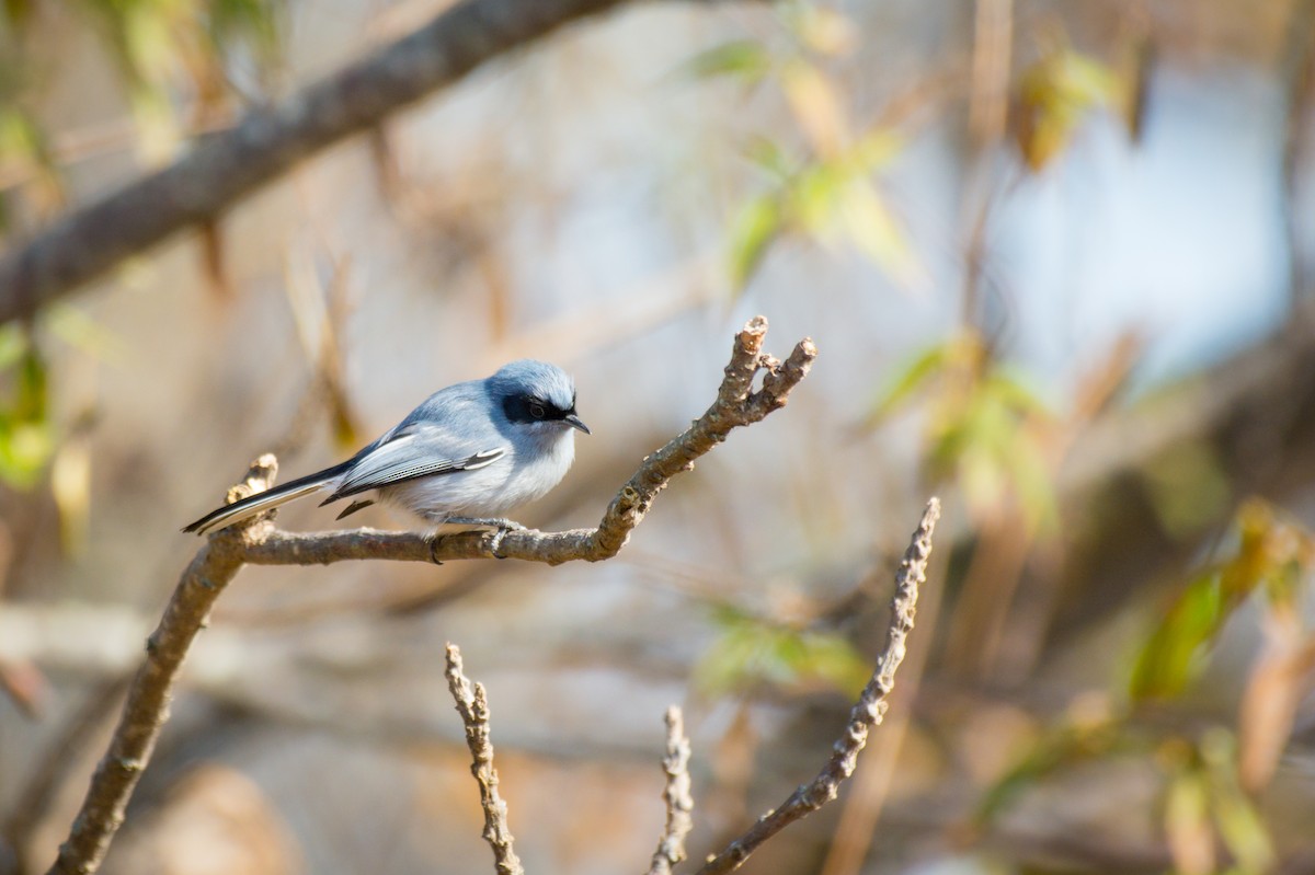Masked Gnatcatcher - ML642072859