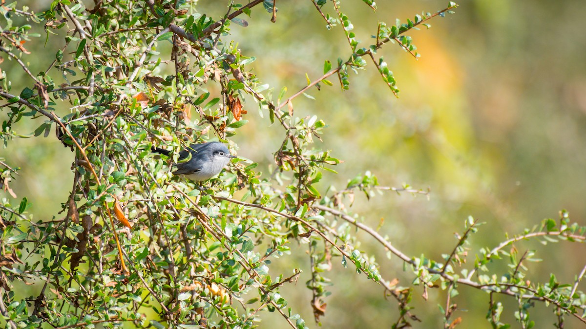 Masked Gnatcatcher - ML642072870