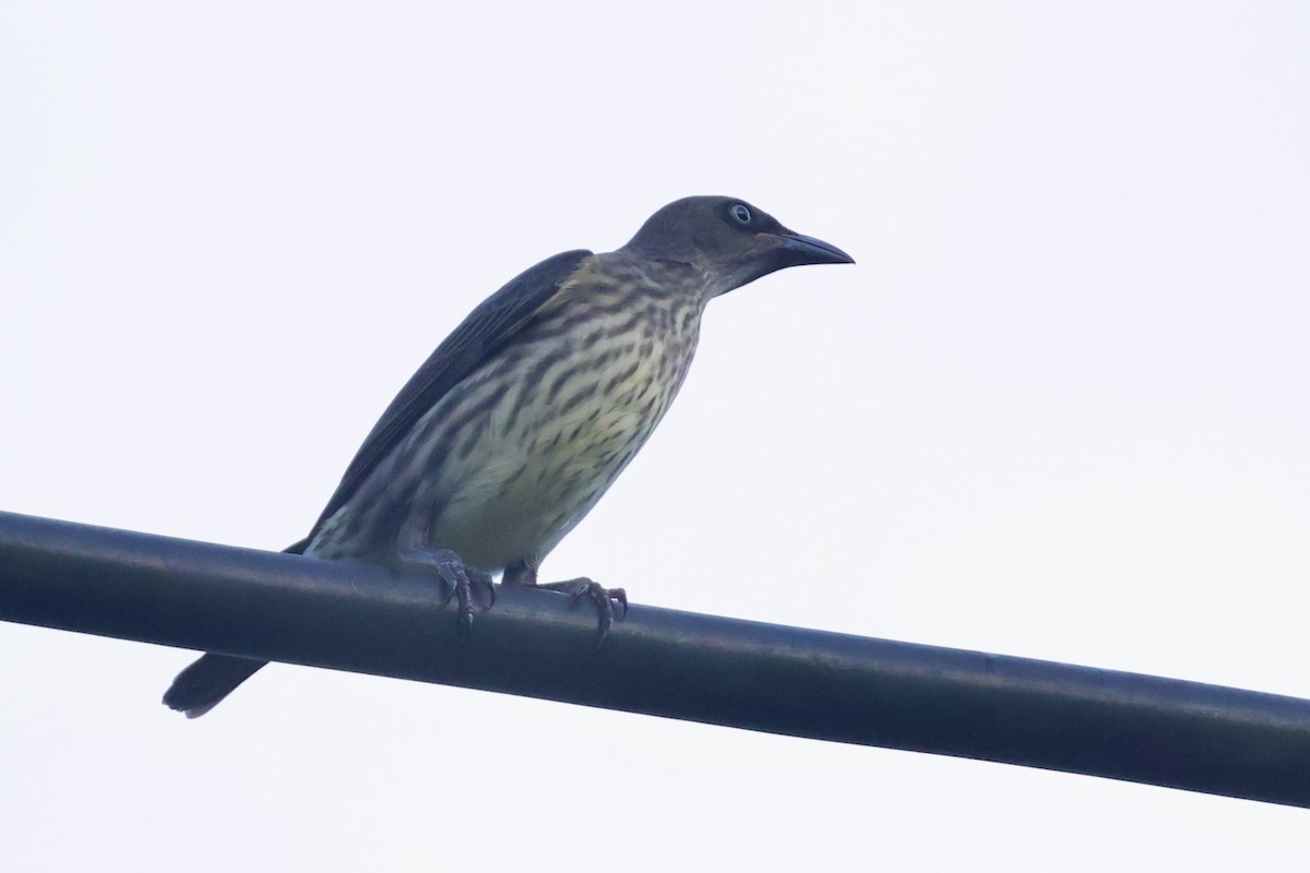 Metallic Starling - ML642072877