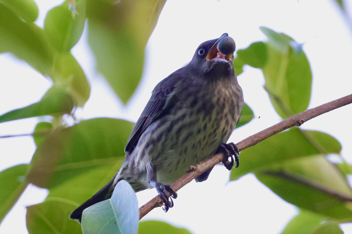 Metallic Starling - ML642072879