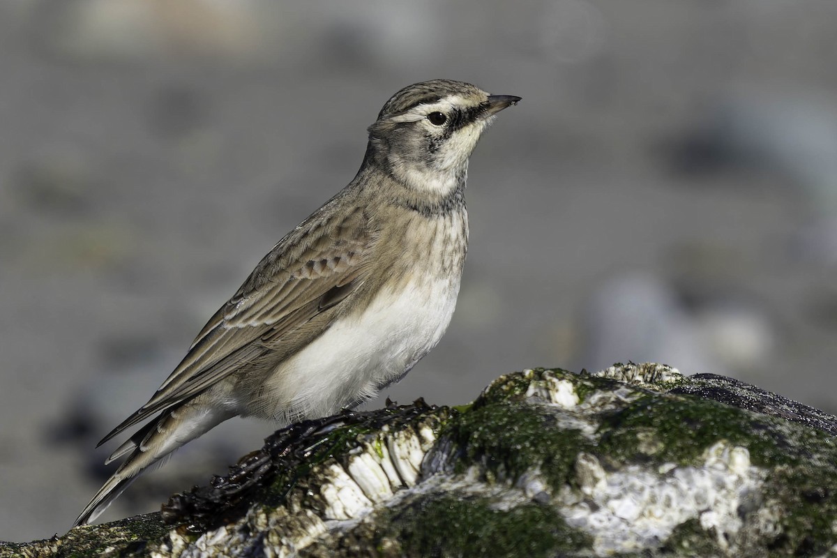 Horned Lark - ML642072882