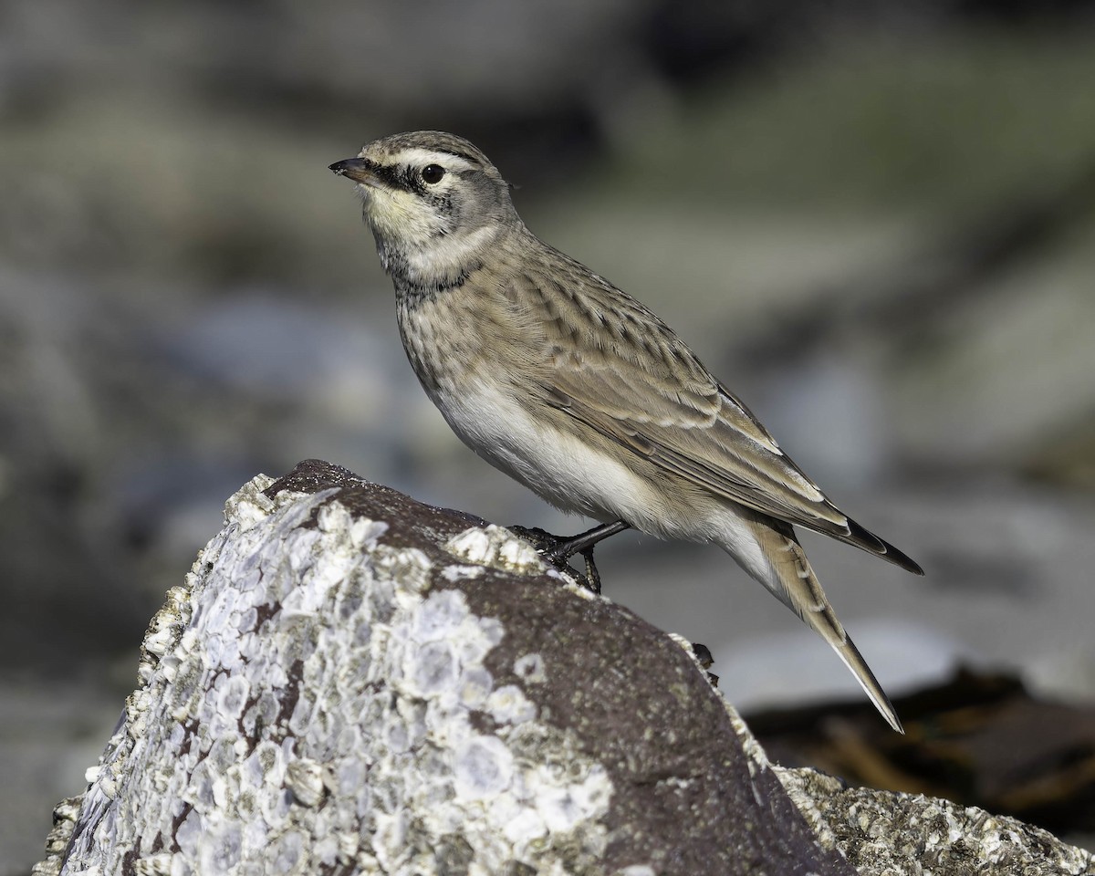 Horned Lark - ML642072883