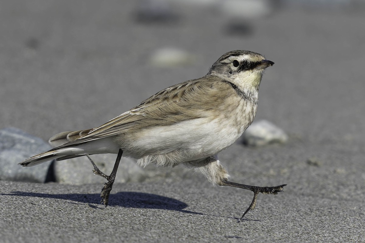 Horned Lark - ML642072884