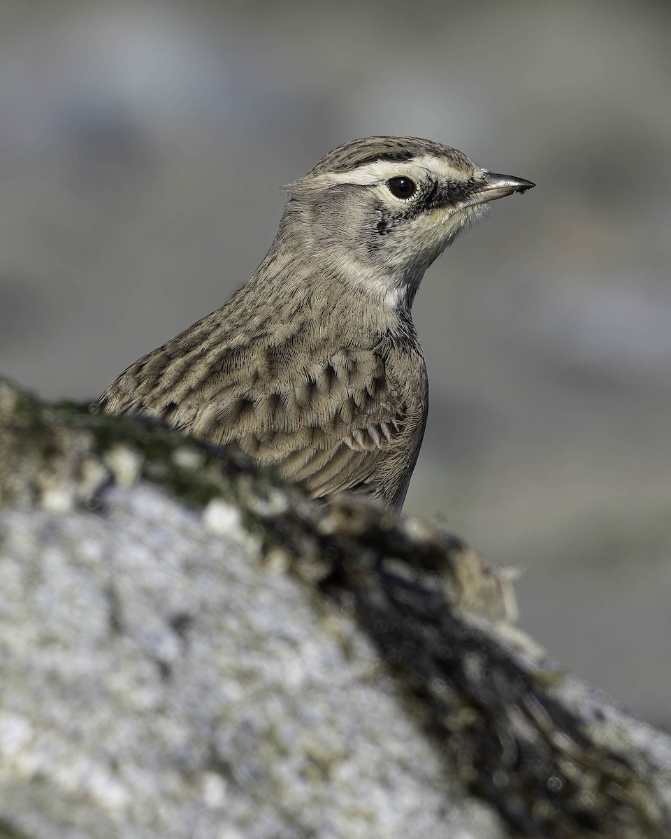 Horned Lark - ML642072885