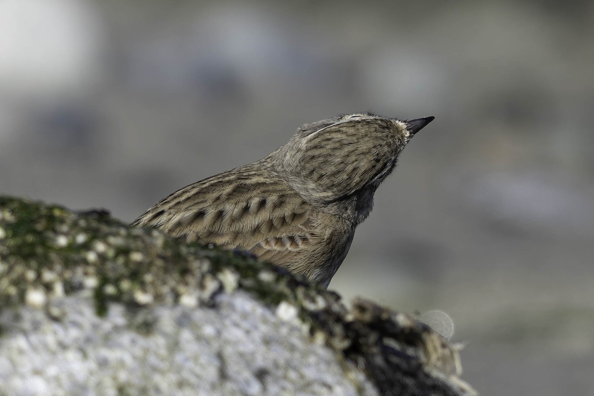 Horned Lark - ML642072886
