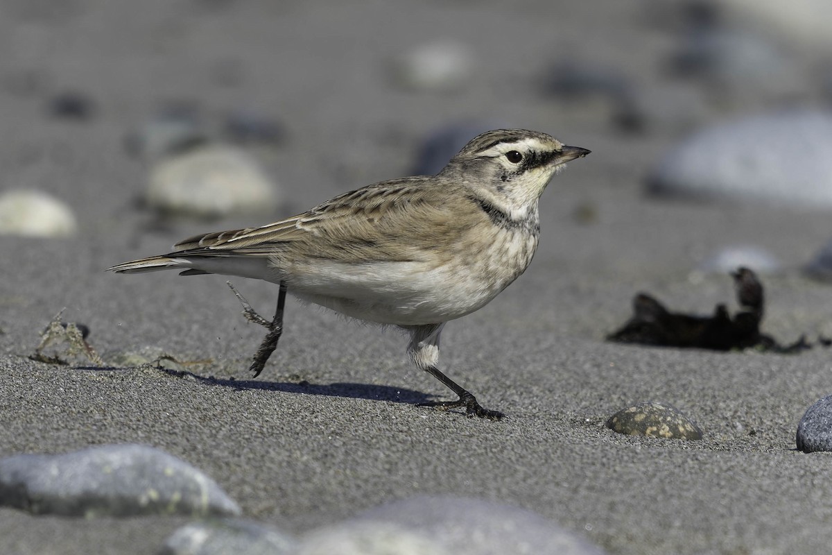 Horned Lark - ML642072887