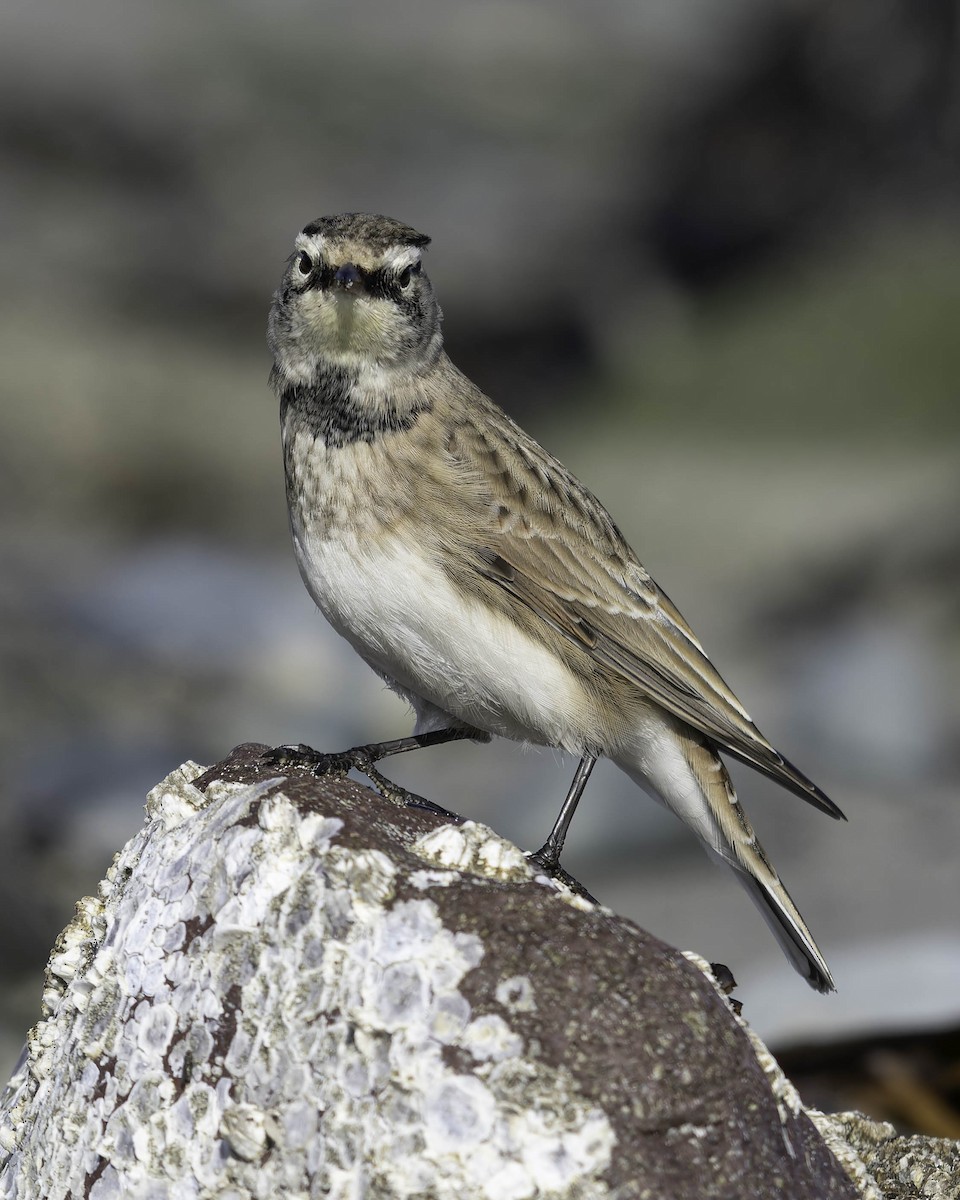 Horned Lark - ML642072888