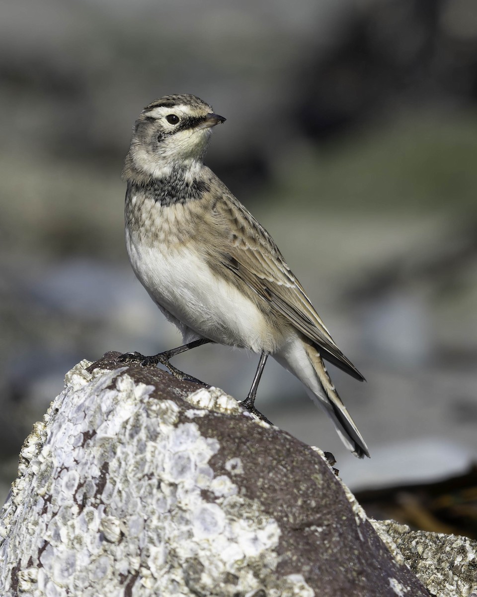 Horned Lark - ML642072889