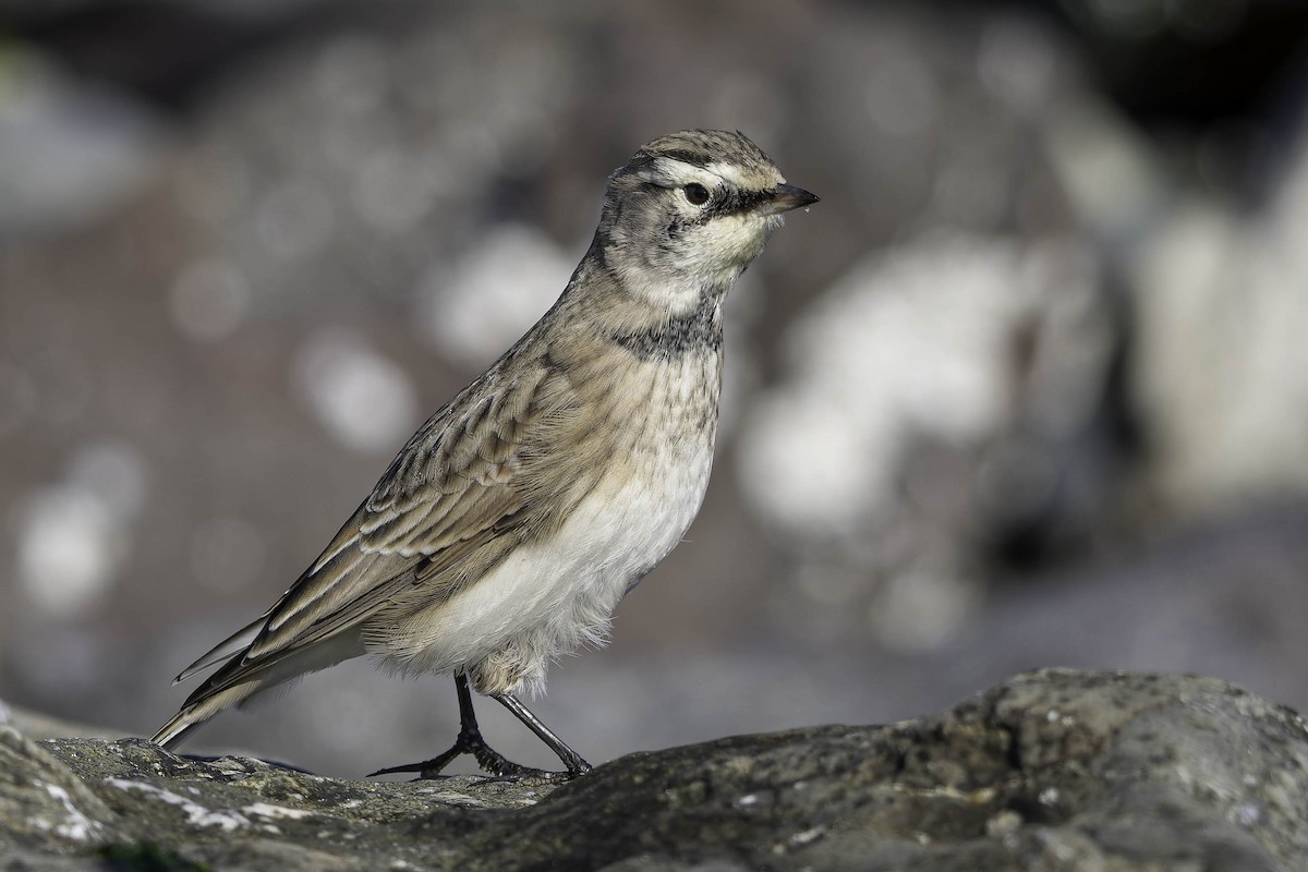 Horned Lark - ML642072893