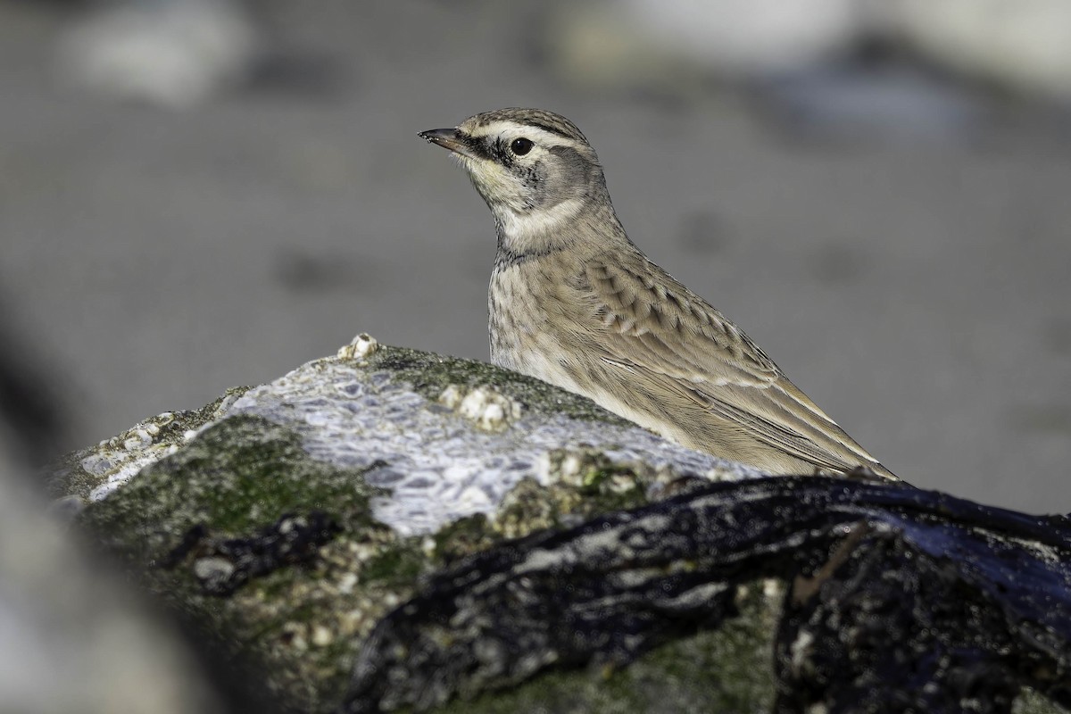 Horned Lark - ML642072894