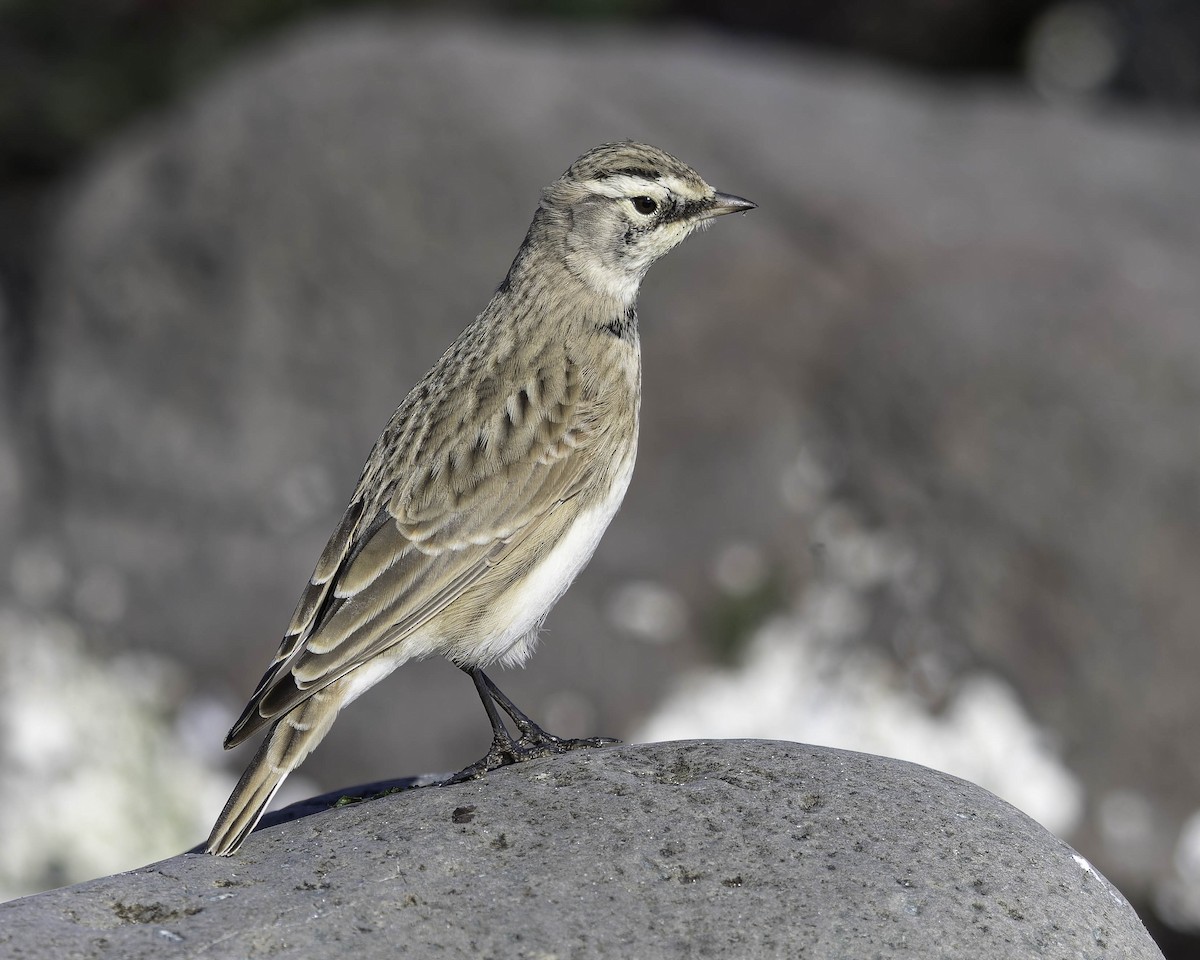 Horned Lark - ML642072895