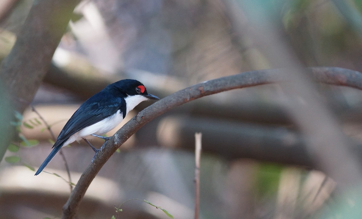 Black-throated Wattle-eye - ML642072906