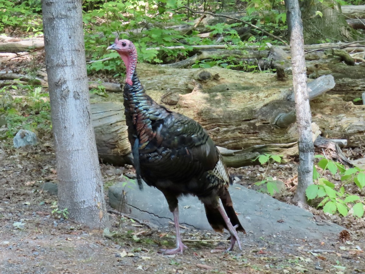 Guajolote Gallipavo - ML642072930
